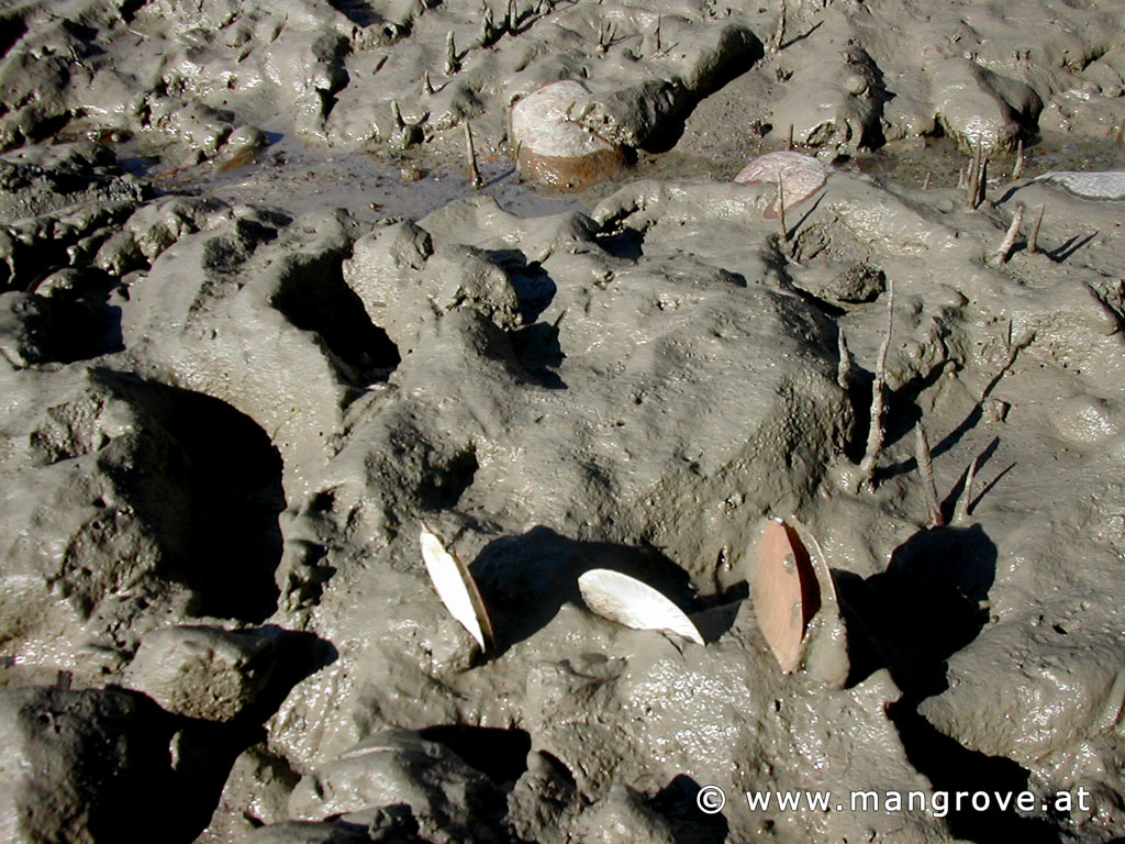 Rhizophora stylosa soil